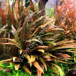 Cryptocoryne undulatus EXVITRO