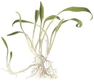 Tropica - Cryptocoryne parva SAKSI