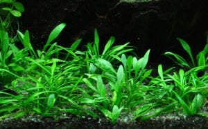 Tropica - Cryptocoryne parva SAKSI