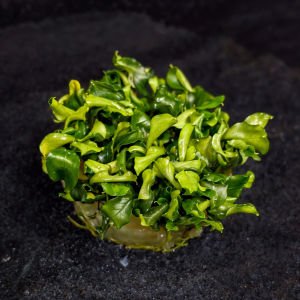 Bucephalandra green wavy  EXVITRO