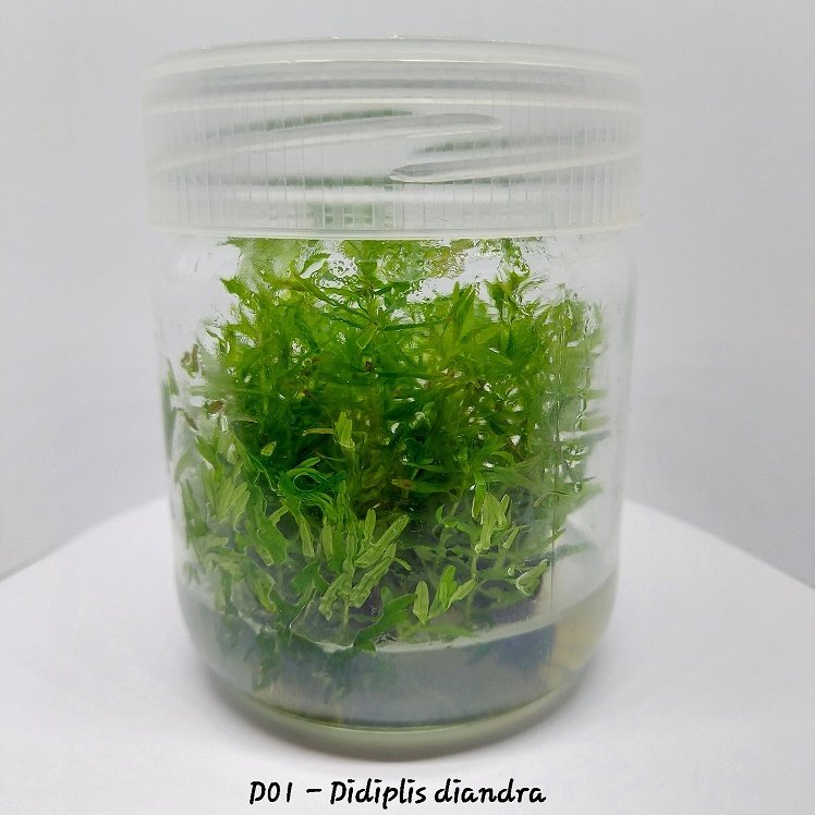 Didiplis diandra IN VITRO JAR (KAVANOZ)
