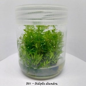 Didiplis diandra IN VITRO JAR (KAVANOZ)