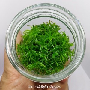 Didiplis diandra IN VITRO JAR (KAVANOZ)