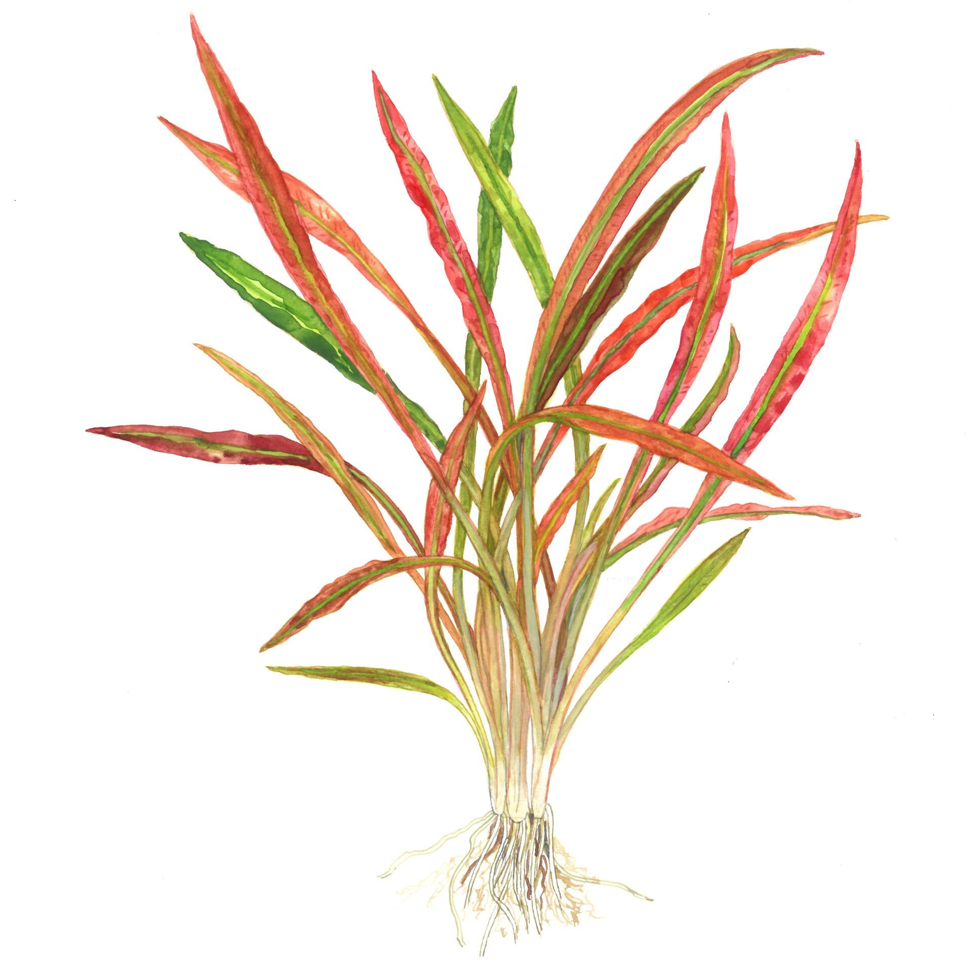 Tropica - Cryptocoryne spiralis 'Red' SAKSI