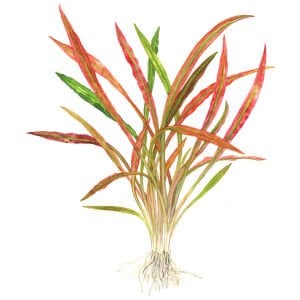 Tropica - Cryptocoryne spiralis 'Red' SAKSI