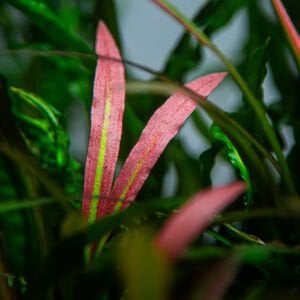 Tropica - Cryptocoryne spiralis 'Red' SAKSI