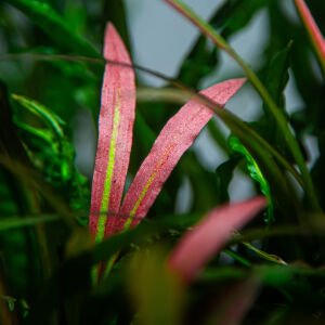 Tropica - Cryptocoryne spiralis Red SAKSI