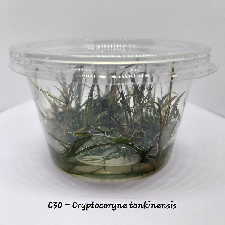 Cryptocoryne tonkinensis IN VITRO