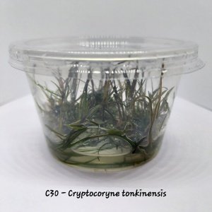 Cryptocoryne tonkinensis IN VITRO