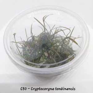 Cryptocoryne tonkinensis IN VITRO