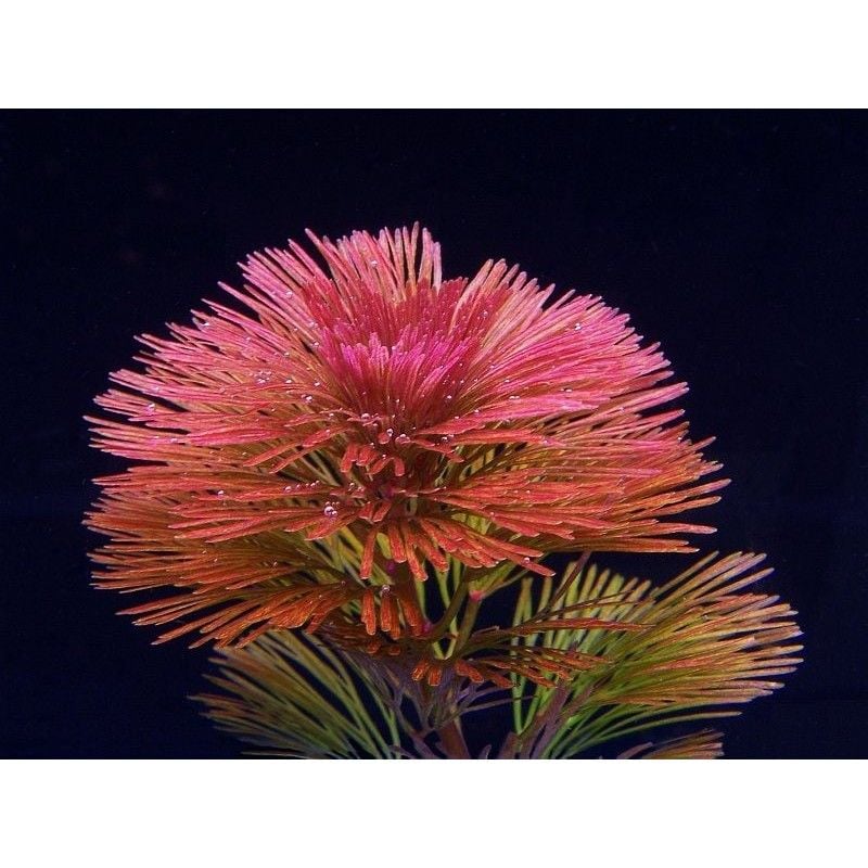 Cabomba furcata / piauhyensis İTHAL BUKET ÖN SİPARİŞ