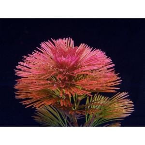 Cabomba furcata / piauhyensis İTHAL BUKET ÖN SİPARİŞ