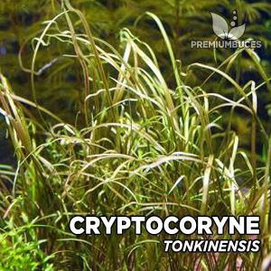Cryptocoryne tonkinensis IN VITRO CUP