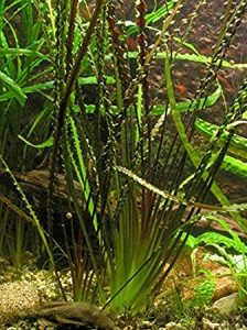 Cryptocoryne tonkinensis IN VITRO