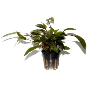 Tropica - Cryptocoryne undulata Broad Leaf SAKSI