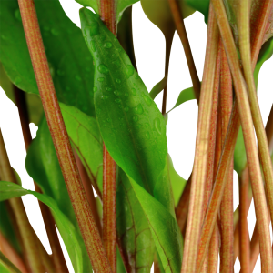 Tropica - Cryptocoryne undulata 'Broad Leaf' SAKSI