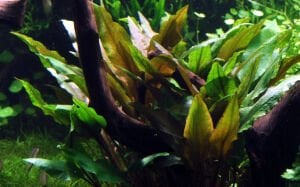 Tropica - Cryptocoryne undulata 'Broad Leaf' SAKSI