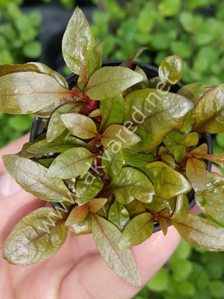 Alternanthera rosaefolia SAKSI