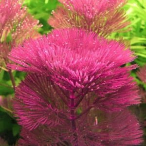 Cabomba furcata purple İTHAL BUKET ÖN SİPARİŞ