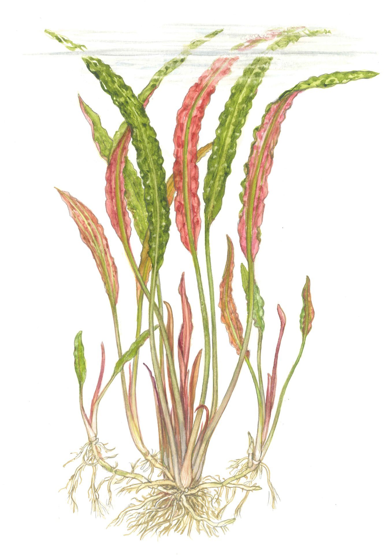 Tropica - Cryptocoryne usteriana SAKSI