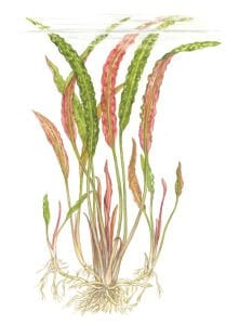 Tropica - Cryptocoryne usteriana SAKSI