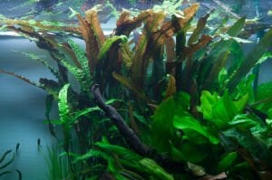 Tropica - Cryptocoryne usteriana SAKSI