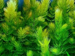 Ceratophyllum demersum (Tilki Kuyruğu) İTHAL BUKET ÖN SİPARİŞ