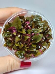 Alternanthera rosaefolia IN VITRO CUP
