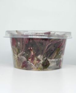 Alternanthera rosaefolia IN VITRO CUP