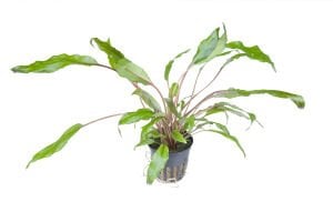 Tropica - Cryptocoryne wendtii 'Green' SAKSI