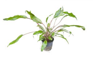 Tropica - Cryptocoryne wendtii Green SAKSI