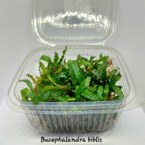 Bucephalandra biblis PORSİYON 10X10CM