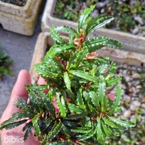 Bucephalandra biblis 10X10CM 
