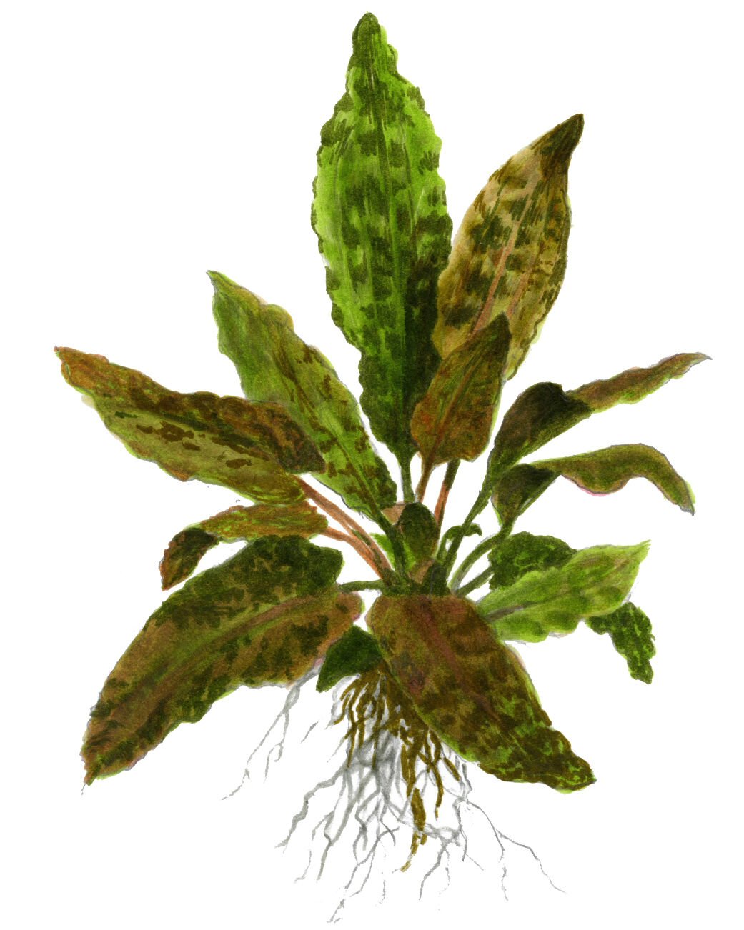 Tropica - Cryptocoryne wendtii Tropica SAKSI