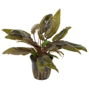 Tropica - Cryptocoryne wendtii 'Tropica' SAKSI