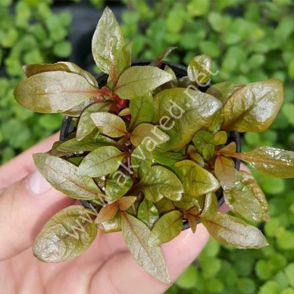 Alternanthera rosaefolia EXVITRO