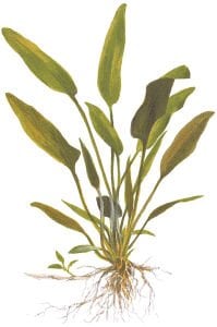 Tropica - Cryptocoryne x willisii SAKSI