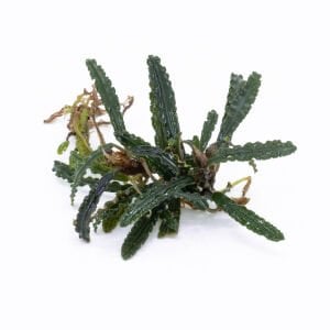 Bucephalandra catherinae 10x10cm PORSİYON