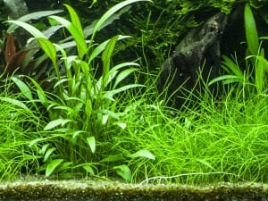Tropica - Cryptocoryne x willisii SAKSI