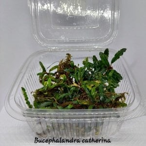 Bucephalandra catherinae 10x10cm PORSİYON