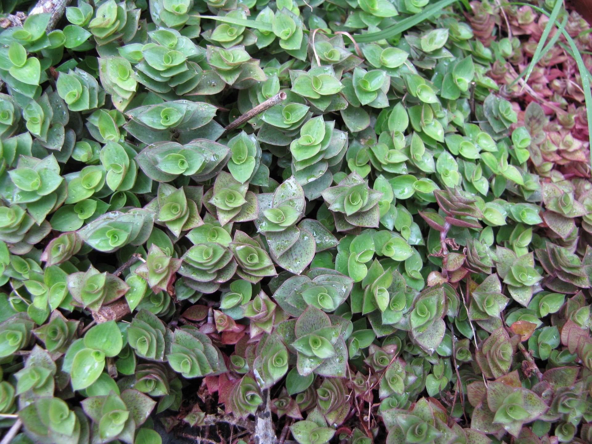 Callisia repens BUKET İTHAL