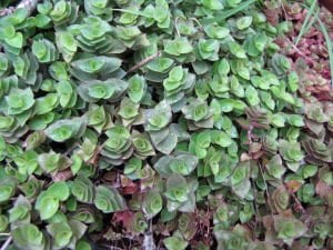 Callisia repens İTHAL BUKET ÖN SİPARİŞ