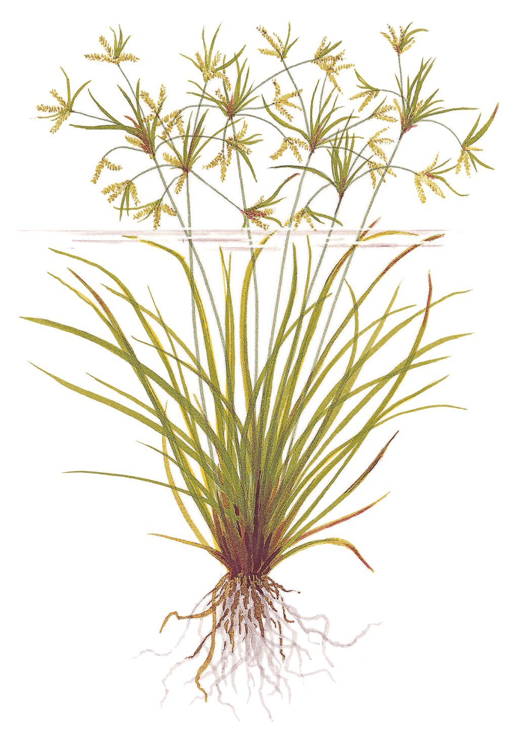 Tropica - Cyperus helferi SAKSI