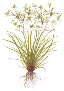 Tropica - Cyperus helferi SAKSI
