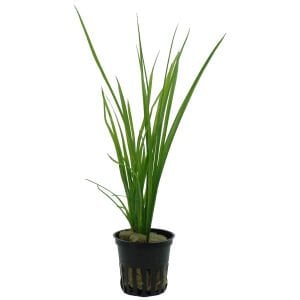 Tropica - Cyperus helferi SAKSI