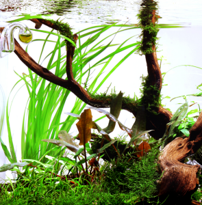 Tropica - Cyperus helferi SAKSI