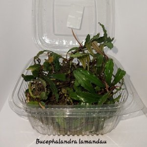 Bucephalandra lamandau 10X10CM