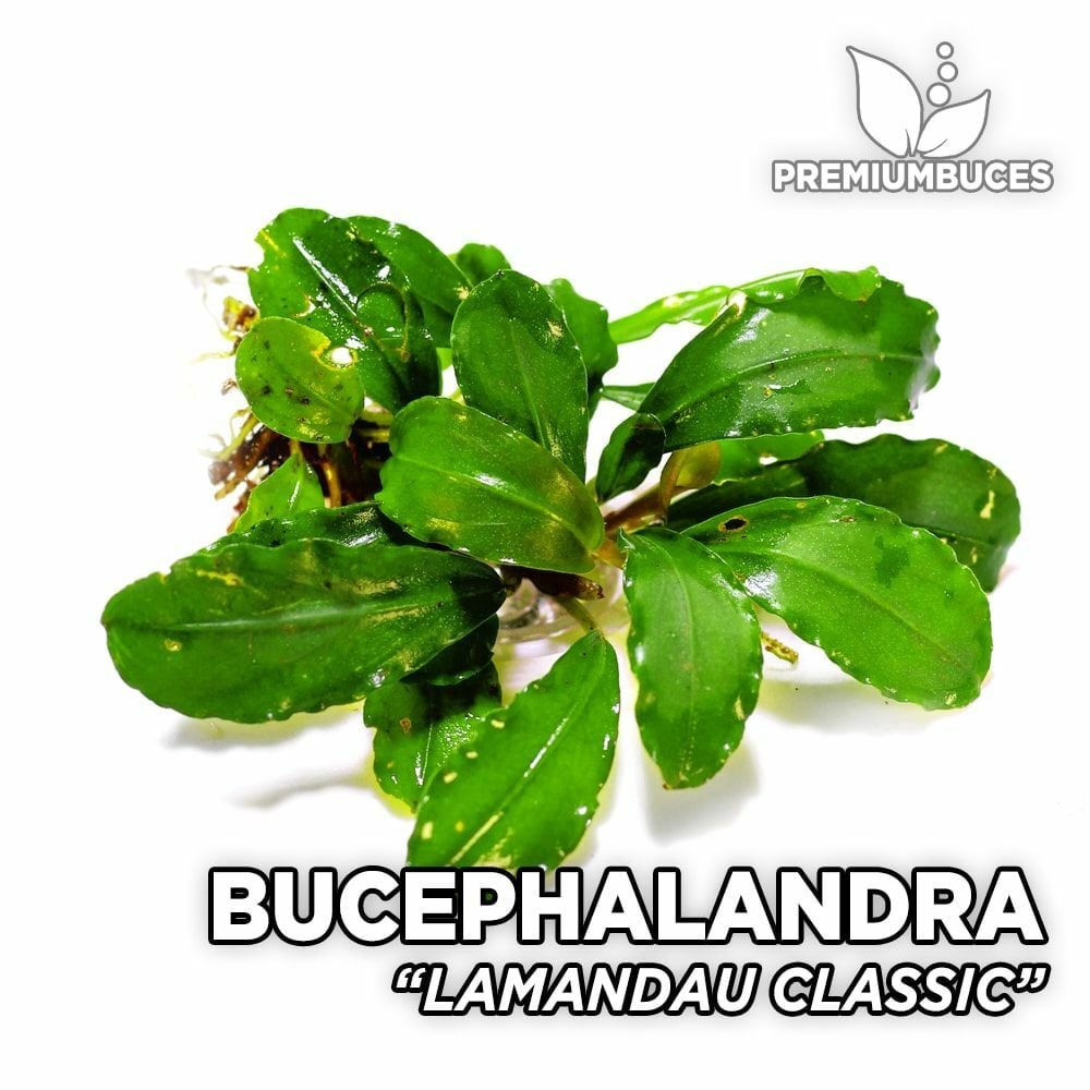 Bucephalandra lamandau 10X10CM