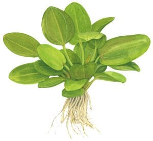 Tropica - Echinodorus 'Aquartica' SAKSI