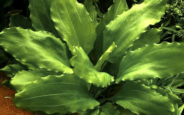 Tropica - Echinodorus 'Aquartica' SAKSI